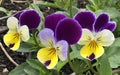 Trio of Johnny-Jump-Up Viola blossoms blooms