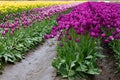 Puple, purple variegated, yellow and red tulips in rows