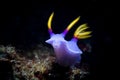 a purple and yellow sea slug swimming on top of a sandy coral Royalty Free Stock Photo