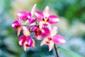 Purple yellow spathoglottis orchid in garden Royalty Free Stock Photo