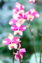 Purple yellow spathoglottis orchid in garden Royalty Free Stock Photo