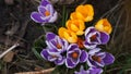 purple yellow spring crocus flowers in a garden in Poland. Royalty Free Stock Photo