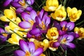 Purple and yellow spring crocus flowers Royalty Free Stock Photo