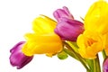 Purple and Yellow Spring Tulips Isolated