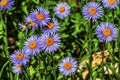 Purple Yellow Subalpine DaisIES Wildflower Mount Rainier Paradise