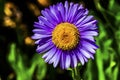 Purple Yellow Subalpine Daisy Wildflower Mount Rainier Paradise