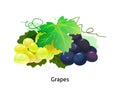 Purple and yellow table, wine grapes with stem and leaf