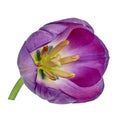 Purple yellow tulip flower isolated on a white background with clipping path. Close-up. Royalty Free Stock Photo
