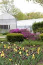 Yellow and Purple tulip garden in a park Royalty Free Stock Photo