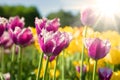 Purple and yellow tulips Royalty Free Stock Photo