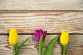Purple and yellow tulips on white rustic wooden background. Royalty Free Stock Photo