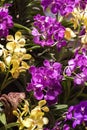 Purple and yellow Vanda orchid flower Royalty Free Stock Photo