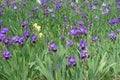 Purple, yellow and white flowers of Iris germanica in May Royalty Free Stock Photo