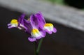 Purple, yellow and white nemesia flowers Royalty Free Stock Photo