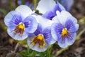 Purple, Yellow and White Pansy Flowers in Bloom Royalty Free Stock Photo