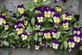 Purple, yellow and white pansy flowers in a hanging basket on a sunny day. Robust and blooming. Garden pansy with white and purple