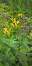 Yellow black-eyed susan flowers & purple wild flowers in a field Royalty Free Stock Photo