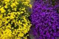 Purple and Yellow YinYang Flowers