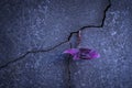 Purple young tree plant growing through the cracked concrete floor Royalty Free Stock Photo
