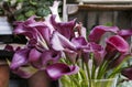 Purple zantedeschia