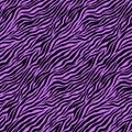 Purple Zebra Animal Motif Vector Seamless Pattern