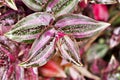 Purple Zebra plant ,Wandering Jew ,Tradescantia Zebrina ,Spiderwort ,Silk plant ,purple heart ,Inch plant , colourful foliage of s