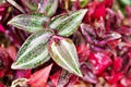 Purple Zebra plant ,Wandering Jew ,Tradescantia Zebrina ,Spiderwort ,Silk plant ,purple heart ,Inch plant , colourful foliage of s