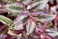 Purple Zebra plant ,Wandering Jew ,Tradescantia Zebrina ,Spiderwort ,Silk plant ,purple heart ,Inch plant , colourful foliage of s