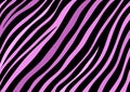 Purple zebra stripes background pattern wallpaper for use with designs Royalty Free Stock Photo