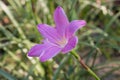 Purple zephyranthes flower (Zephyranthes carinata)