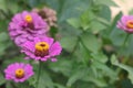 Purple zinnia flower close-up, against the background of blurry green leaves. Purple zinnia flower in full bloom in Royalty Free Stock Photo