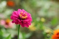 Purple zinnia flower close up in the summer garden Royalty Free Stock Photo