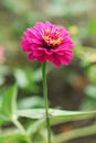 Purple zinnia flower close up in the summer garden Royalty Free Stock Photo