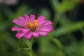 Purple zinnia flower in garden. Nature background with copy space Royalty Free Stock Photo