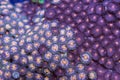 Purple Zoanthid Soft Coral Royalty Free Stock Photo