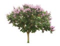 purpLe flowering tree Isolated from the white background Royalty Free Stock Photo