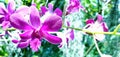 Purpled Petals Royalty Free Stock Photo