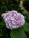 Purple hydrangea