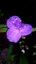 Purpleflower Royalty Free Stock Photo