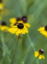 Purplehead Sneezeweed Wildflowers - Helenium flexuosum