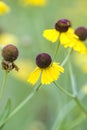 Purplehead Sneezeweed Wildflowers - Helenium flexuosum