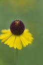 Purplehead Sneezeweed Wildflowers - Helenium flexuosum