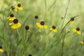 Purplehead Sneezeweed Wildflowers - Helenium flexuosum