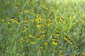 Purplehead Sneezeweed Wildflowers - Helenium flexuosum