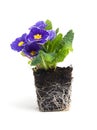 Purplel primula flower in garden soil