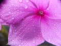 Purples flower with water drop Royalty Free Stock Photo