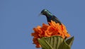 Purple sunbird perched on flower for nectar Royalty Free Stock Photo