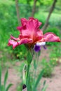 Red all bearded iris. Blooming scarlet tall bearded iris in the garden. Summer flowers. Blue flowers of iris