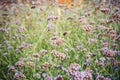 Purpletop Vervain flower blossom in garden