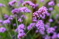 Purpletop vervain flower in the garden